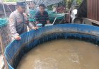 Bhabinkamtibmas-Desa-Ketajen-Tinjau-Budidaya-Ikan-Lele-Dukung-Program-P2B