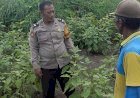 Bhabinkamtibmas-Desa-Tambak-Kalisogo-Bersama-Petani-Cek-Tanaman-Sayur-Dukung-Swasembada-Pangan