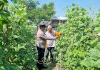 Bhabinkamtibmas-Polsek-Balongbendo-Semangati-Warga-Kembangkan-Tanaman-Hortikultura