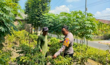 Bhabinkamtibmas-Wonoplintahan-Dampingi-Kelompok-Tani-Singkong-dan-Cabai