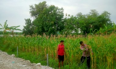 Kanit-Binmas-Polsek-Krembung-Cek-Lahan-Jagung-Desa-Lemujut