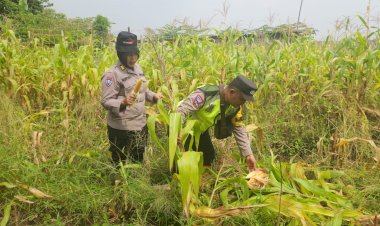 Forkopimda-Gedangan-Gelar-Panen-Raya-Jagung-Tahap-I-Dukung-Swasembada-Pangan-Nasional
