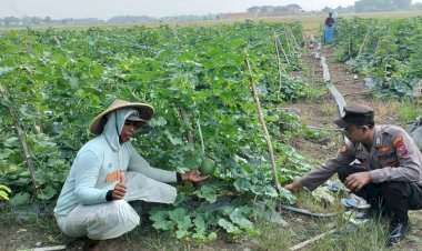 Dampingi-Warga-Kelolah-Lahan-Ketahanan-Pangan,-Kapolsek-Tarik-Masifkan-Peran-Bhabinkamtibmas