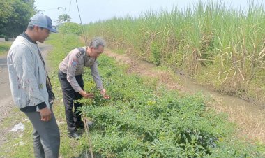 Bhabinkamtibmas-dan-Perangkat-Desa-Kedungsugo-Ubah-Bahu-Jalan-Jadi-Lahan-Ketahanan-Pangan