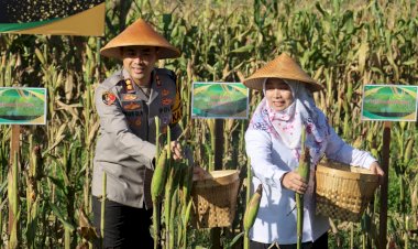 Polres-Pacitan-Bersama-Warga-Tani-Panen-Jagung-Wujudkan-Ketahanan-Pangan-Nasional