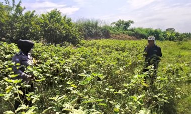 Polwan-Sidoarjo-Turun-ke-Sawah,-Dukung-Ketahanan-Pangan-Lewat-Program-P2L