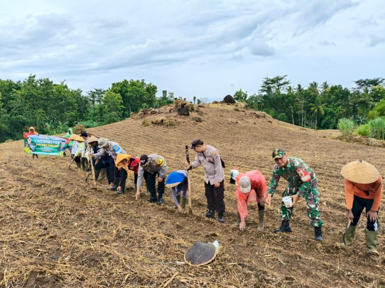 Polresta Banyuwangi Bersama Kelompok Tani Tanam Jagung Serentak Gelorakan Swasembada Pangan
