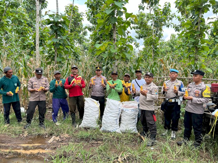 Polisi dan Kelompok Tani Banyuwangi Panen Jagung Wujudkan Ketahanan Pangan