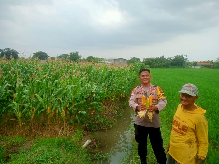 Pastikan Hasil Panen Jagung Optimal, Kanit Binmas Polsek Krembung Turun ke Lahan Pertanian