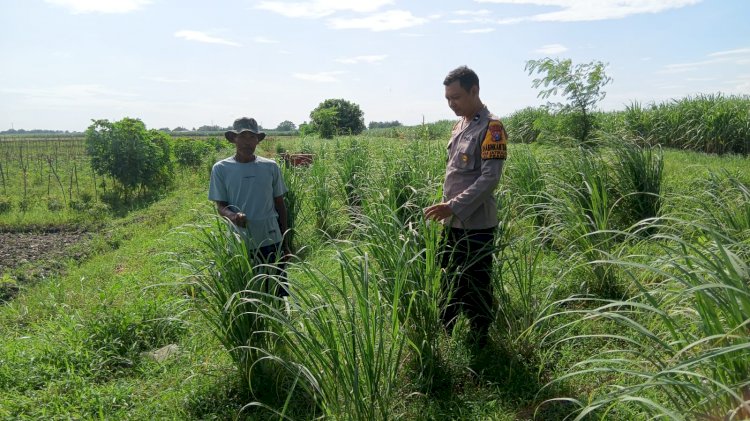 Bhabinkamtibmas Jatikalang Tinjau Tanaman Rempah, Dukung Swasembada Pangan Mandiri