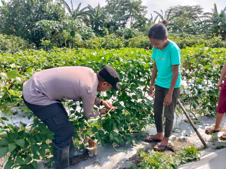 Bhabinkamtibmas Desa Sambibulu Tinjau Lahan Hortikultura Warga Dukung Ketahanan Pangan