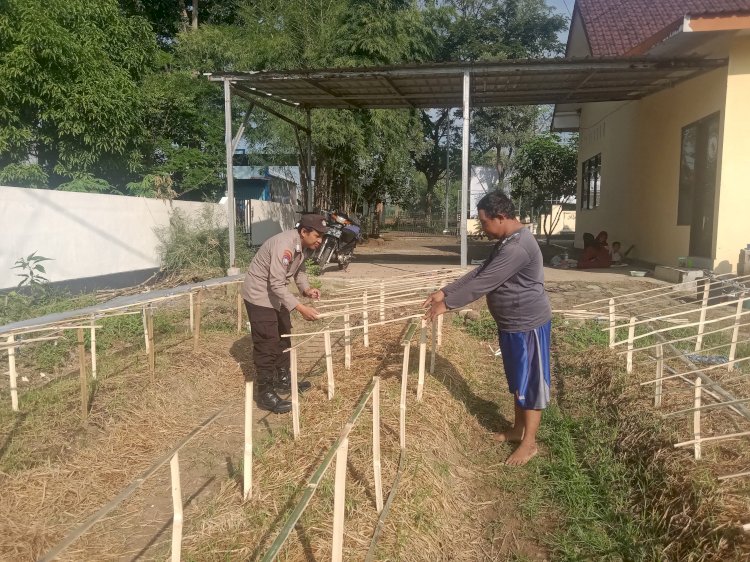 Gelorakan Swasembada Pangan Polisi Tanam Cabe di Lahan Polsek Tamankrocok Bondowoso