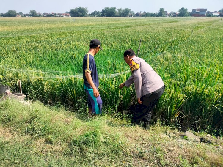 Polisi Sambang Desa Wujudkan Swasembada Pangan, Dukung Petani Padi Panen Berhasil