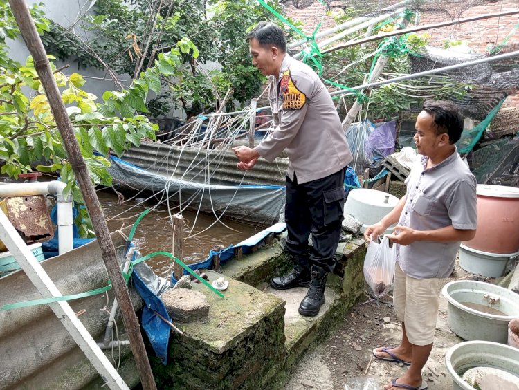 Bhabinkamtibmas Polsek Tulangan Tinjau Kolam Ikan Nila Warga untuk Dukung Program Ketahanan Pangan Nasional