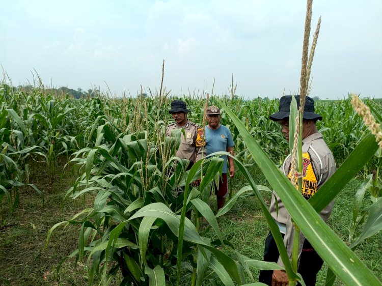 POLRESTA SIDOARJO | Polsek Balongbendo Patroli Desa Ketahanan Pangan Pekarangan Tanaman Jagung