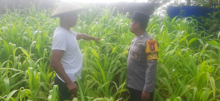 Polsek Taman Dukung Ketahanan Pangan Warga dengan Green House Hortikultura