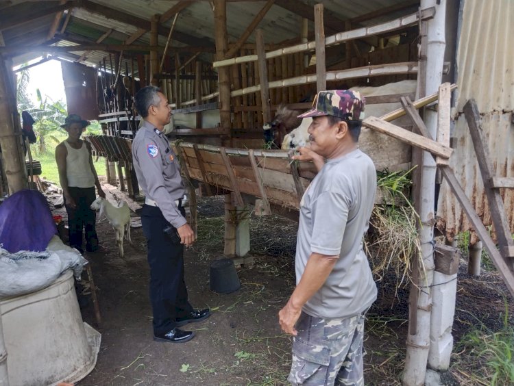Polsek Buduran Tinjau Perkembangan Peternakan Kambing Desa Sidokerto