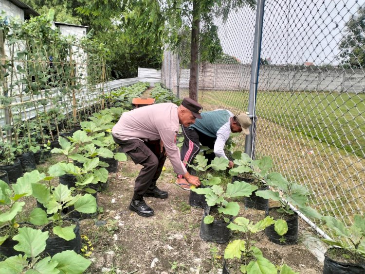 Bhabinkamtibmas Desa Entalsewu Dukung Program Ketahanan Pangan Lewat Pendampingan Warga