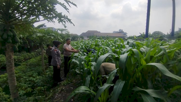 Anggota Polsek Waru Tinjau Ketahanan Pangan Desa, Ajak Warga Rawat Tanaman untuk Swasembada Pangan