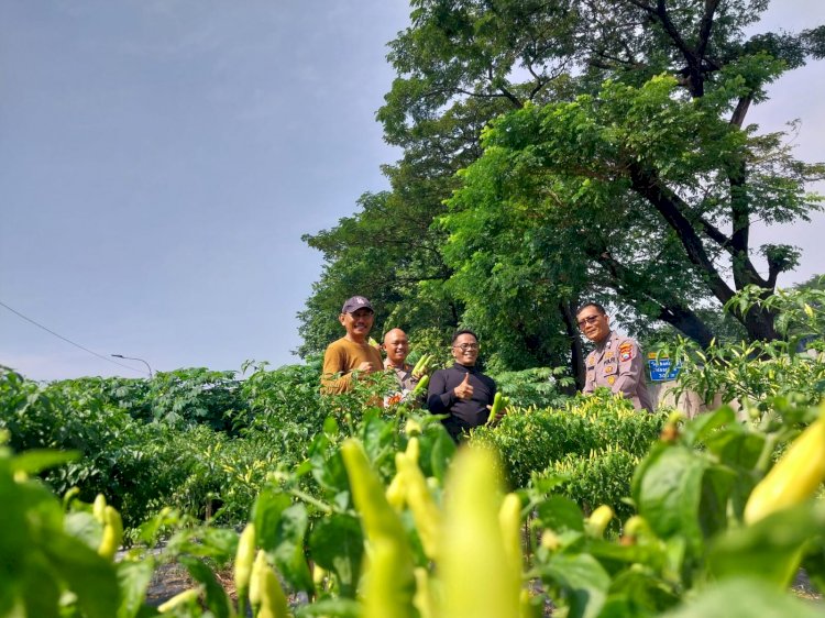 Anggota Polsek Sidoarjo Kota Tinjau Langsung Pengembangan Lahan Cabai dan Jagung Warga Sidokare