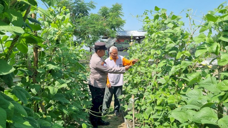 Bhabinkamtibmas Polsek Balongbendo Semangati Warga Kembangkan Tanaman Hortikultura