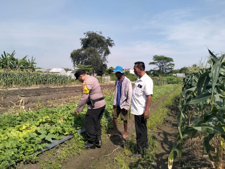 Sukseskan Ketahanan Pangan, Bhabinkamtibmas dan Perangkat Desa Gamping Motivasi Petani Garbis