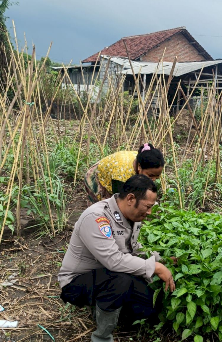 Bhabinkamtibmas Desa Tambak Kalisogo Cek Tanaman Sayur Dukung Ketahanan Pangan
