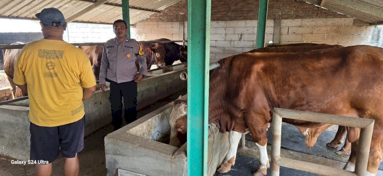 Bhabinkamtibmas Karangtanjung Dampingi Warga Penggerak Ketahanan Pangan Ternak Sapi