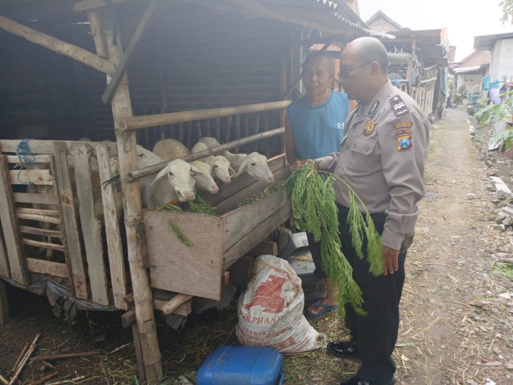 Jelang Idul Adha, Polisi di Sidoarjo Tinjau Persiapan Hewan Kurban Bergizi