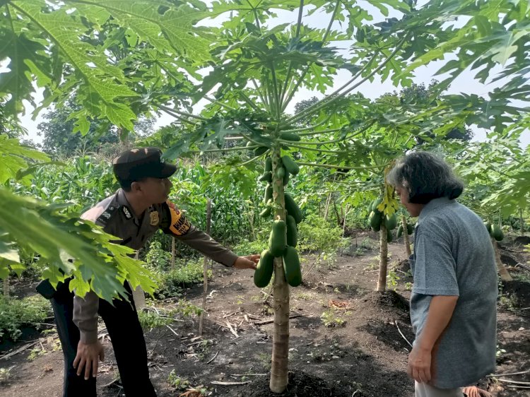 Polsek Taman Tinjau Perkembangan Lahan Ketahanan Tanaman Pepaya di Kelurahan Sepanjang