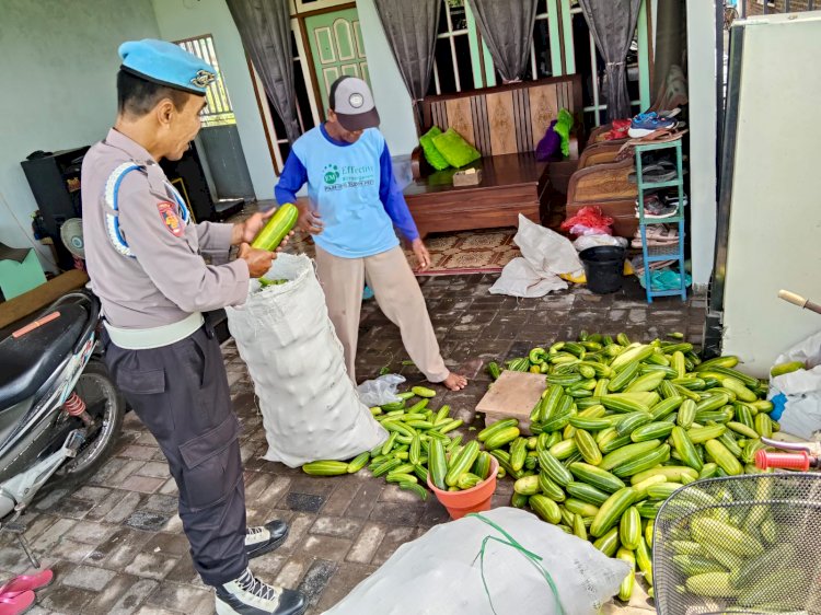 Polsek Porong Dampingi Warga Budidaya Mentimun