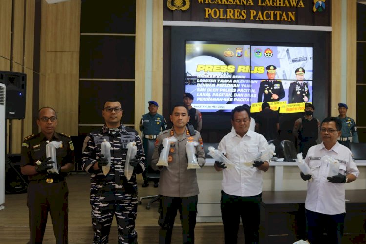 Polres Pacitan Ungkap Penyelundupan 27.650 Benur Ilegal, 2 Tersangka Diamankan