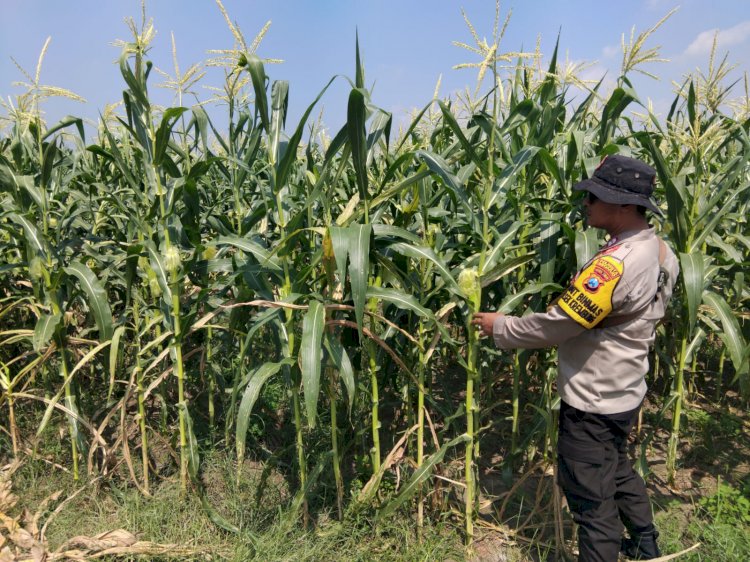 Polsek Krembung Tinjau Lahan Jagung Dukung Swasembada