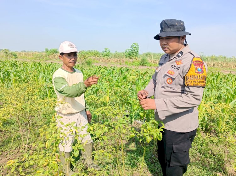 Patroli Sambang Lahan Pekarangan Pangan Bergizi di Desa Waruberon Perkuat Ketahanan Pangan Lokal