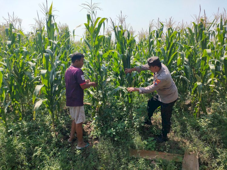Bhabinkamtibmas Desa Bulang Pantau Perkembangan Tanaman Jagung Dukung Ketahanan Pangan