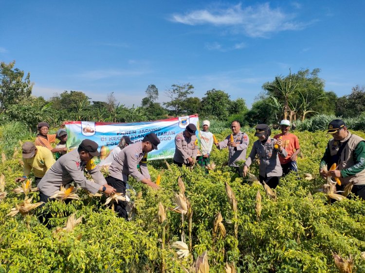 Wujudkan Program Ketahanan Pangan Polres Probolinggo Bersama Kelompok Tani Panen Jagung di Bantaran