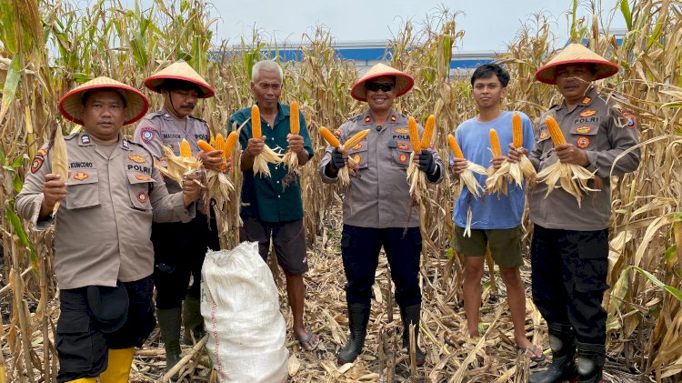 Wujudkan Ketahanan Pangan, Polsek Balongbendo Panen Jagung di Desa Wonokupang