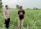 Harapakan-Hasil-Panen-Jagung-Optimal,-Polsek-Tarik-Dampingi-Kelompok-Tani-Desa-Gampingrowo