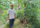 Polsek-Tarik-Cek-Perkebunan-Singkong-di-Desa-Balongmacekan-untuk-Mendukung-Swasembada-Pangan-Mandiri