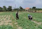 Bhabinkamtibmas-Cek-Ketahanan-Pangan-Polresta-Sidoarjo,-Dorong-Produktifitas-Hasil-Mentimun-di-Pekarangan-Warga-Kesambi