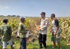 Kapolsek-Prambon-Masifkan-Bhabinkamtibmas-Sambang-Petani,-Guna-Dongkrak-Swasembada-Pangan